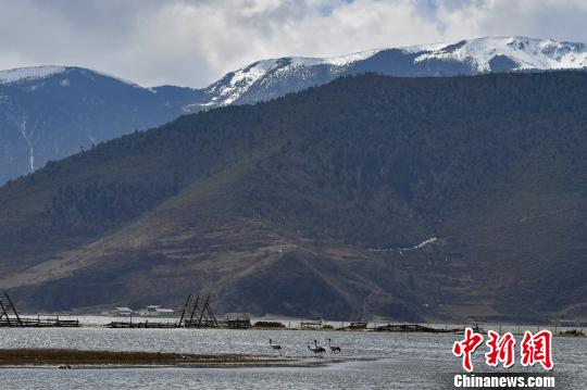 圖為在納帕海濕地棲息的候鳥?！⑷疥?攝
