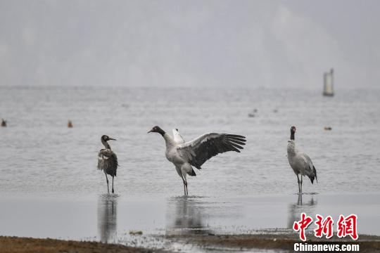 圖為在納帕海濕地棲息的黑頸鶴?！⑷疥?攝