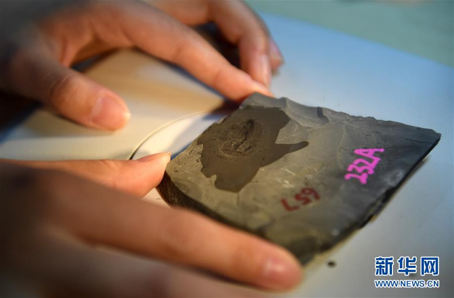 (新華全媒頭條·圖文互動(dòng))(8)探尋5億年前“生命大爆炸”之奧秘——中國科學(xué)家發(fā)現(xiàn)寒武紀(jì)“化石寶庫”清江生物群紀(jì)實(shí)