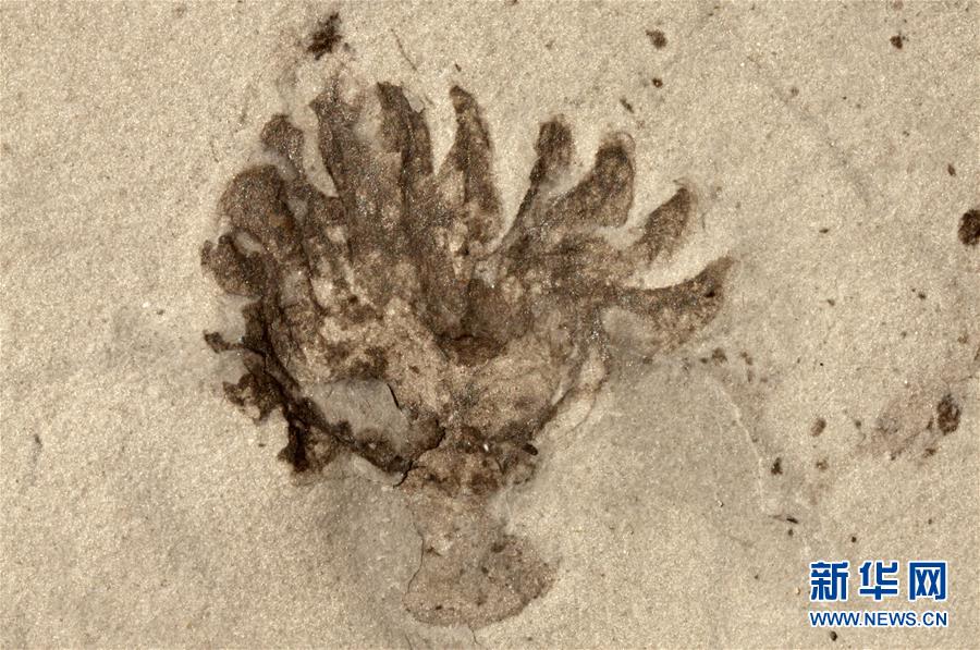 (新華全媒頭條·圖文互動(dòng))(9)探尋5億年前“生命大爆炸”之奧秘——中國科學(xué)家發(fā)現(xiàn)寒武紀(jì)“化石寶庫”清江生物群紀(jì)實(shí)