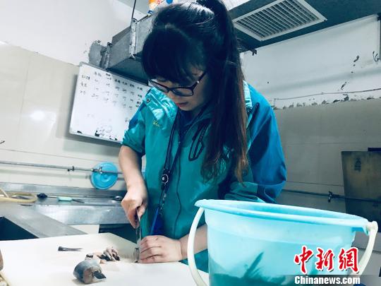 于雅麗在餌料操作間，準備著動物們的食物?！“瑧c龍 攝