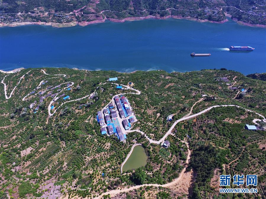 （在習近平新時代中國特色社會主義思想指引下&mdash;&mdash;新時代新作為新篇章）（2）重慶巫山：&ldquo;生態(tài)寶貝&rdquo;變身&ldquo;搖錢樹&rdquo;