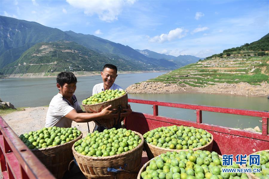 （在習(xí)近平新時代中國特色社會主義思想指引下&mdash;&mdash;新時代新作為新篇章）（11）重慶巫山：&ldquo;生態(tài)寶貝&rdquo;變身&ldquo;搖錢樹&rdquo;