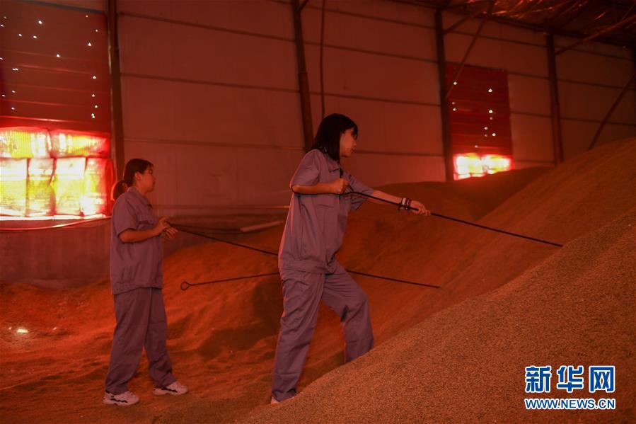 （在習(xí)近平新時(shí)代中國(guó)特色社會(huì)主義思想指引下&mdash;&mdash;新時(shí)代新作為新篇章&middot;圖文互動(dòng)）（4）大學(xué)生種田讓農(nóng)民&ldquo;老把式&rdquo;開了眼&mdash;&mdash;吉林長(zhǎng)白山下的稻田新事