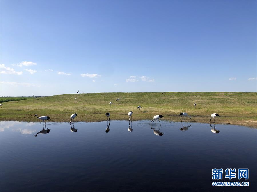 （在習(xí)近平新時(shí)代中國特色社會(huì)主義思想指引下&mdash;&mdash;新時(shí)代新作為新篇章&middot;圖文互動(dòng)）（1）從&ldquo;人鳥爭(zhēng)食&rdquo; 到&ldquo;人鶴和諧&rdquo;&mdash;&mdash;濕地生態(tài)保護(hù)的&ldquo;扎龍?zhí)剿?rdquo;