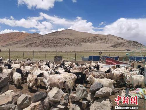 圖為羊群正從羊圈里出來。 謝藝觀 攝