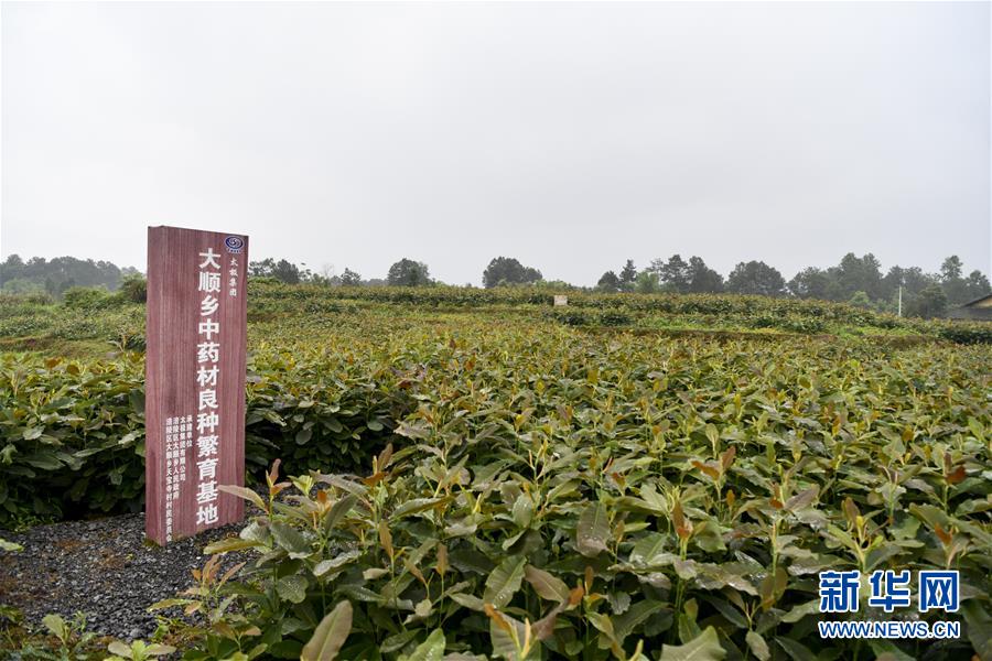 (來自一線的調(diào)查報告·圖文互動)(5)利益聯(lián)結(jié)強(qiáng)產(chǎn)業(yè) 打通城鄉(xiāng)促振興——重慶涪陵大順鄉(xiāng)鄉(xiāng)村振興觀察