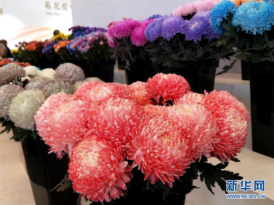 （圖文互動）（2）上千個中外菊花參賽作品亮相北京世園會