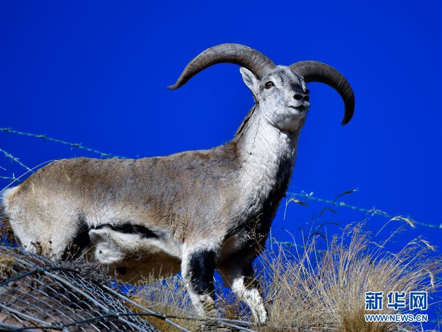 (行走中國·圖文互動)(6)青海三江源:在“神山圣湖”間尋覓“高原精靈”