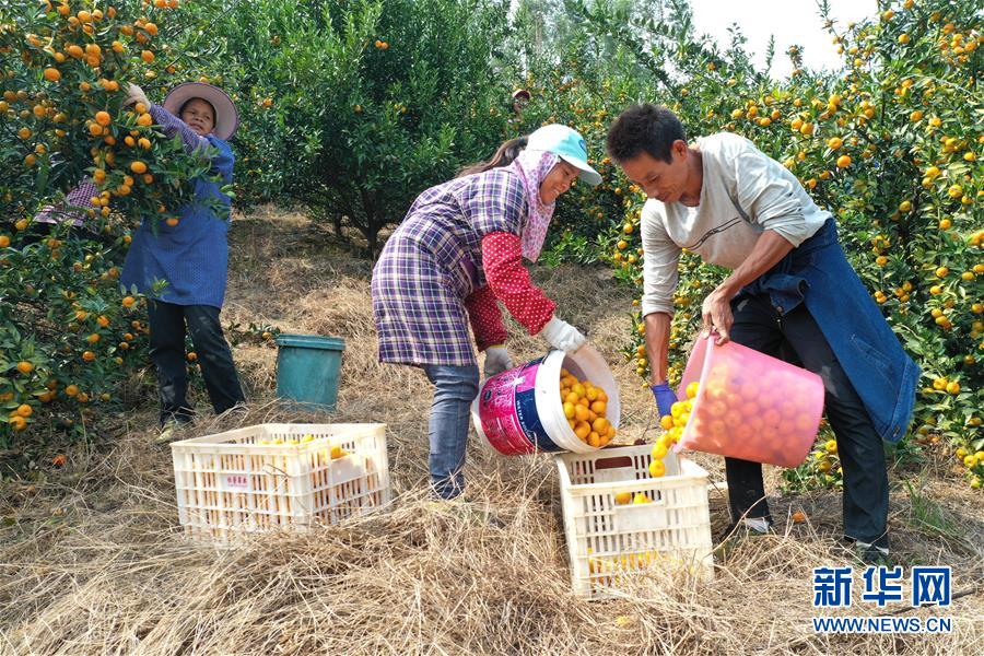 （脫貧攻堅(jiān)&middot;圖文互動(dòng)）（1）&ldquo;豐收?qǐng)D&rdquo;里述脫貧
