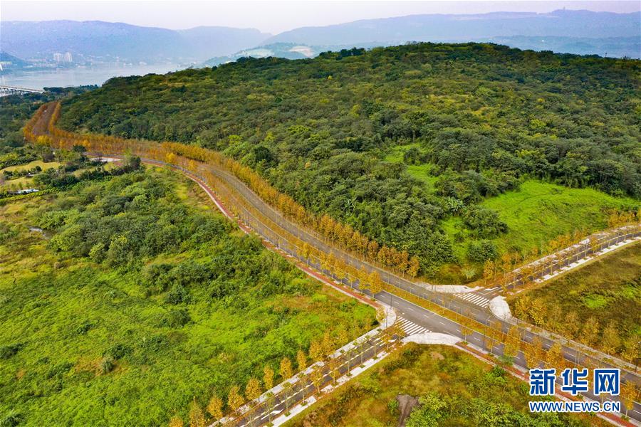 (四中全會精神在基層·圖文互動)(1)一江碧水串起綠色島鏈——重慶江心島“生態(tài)留白”調(diào)查