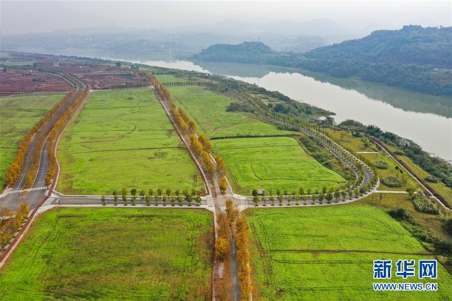 (四中全會精神在基層·圖文互動)(2)一江碧水串起綠色島鏈——重慶江心島“生態(tài)留白”調(diào)查