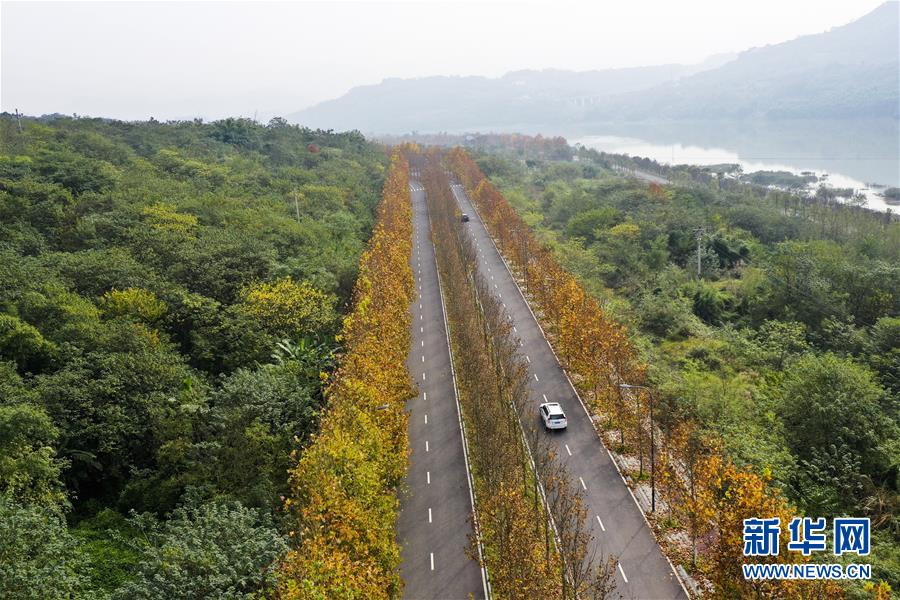 (四中全會精神在基層·圖文互動)(3)一江碧水串起綠色島鏈——重慶江心島“生態(tài)留白”調(diào)查