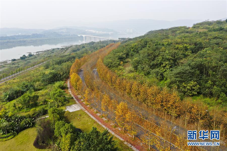 (四中全會精神在基層·圖文互動)(4)一江碧水串起綠色島鏈——重慶江心島“生態(tài)留白”調(diào)查