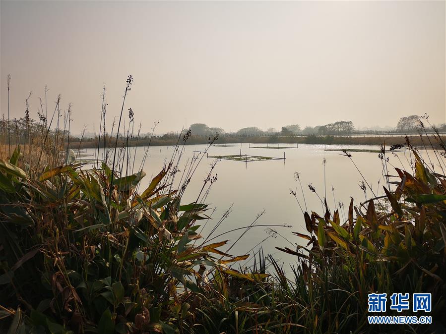 (新華全媒頭條·圖文互動(dòng))(6)大湖見證——長三角三大淡水湖綠色發(fā)展之路