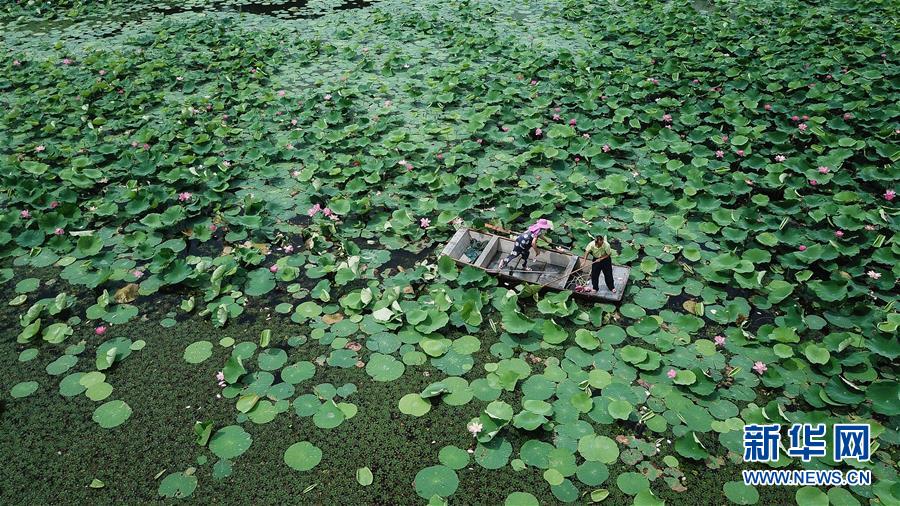 (新華全媒頭條·圖文互動(dòng))(14)大湖見證——長三角三大淡水湖綠色發(fā)展之路