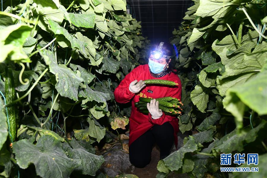 (聚焦疫情防控·圖文互動(dòng))(1)蔬菜產(chǎn)地供應(yīng)充足 菜價(jià)在合理區(qū)間——來自蔬菜生產(chǎn)大省山東的一線調(diào)查報(bào)告
