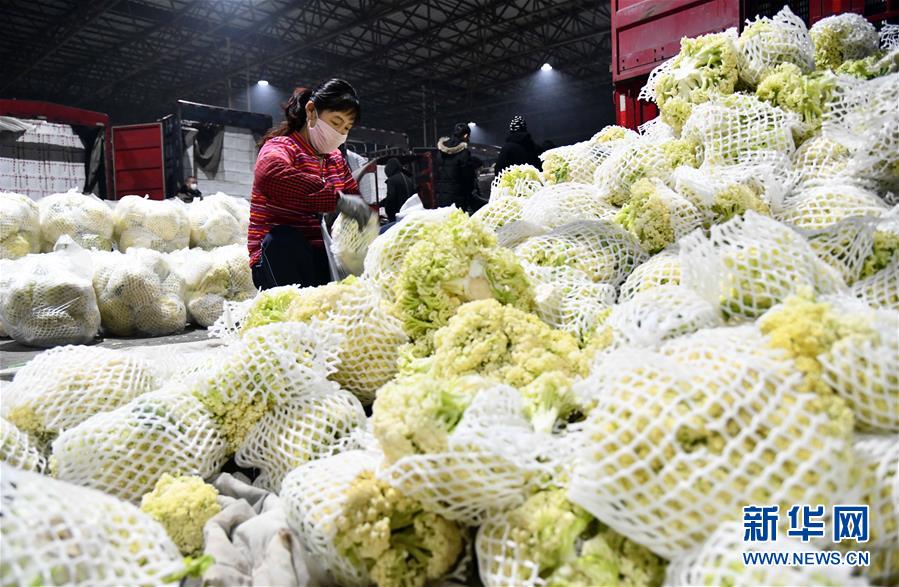 (聚焦疫情防控·圖文互動(dòng))(3)蔬菜產(chǎn)地供應(yīng)充足 菜價(jià)在合理區(qū)間——來自蔬菜生產(chǎn)大省山東的一線調(diào)查報(bào)告