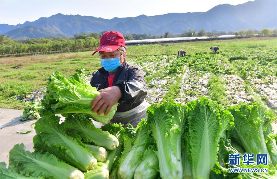 (圖文互動)(4)廣西桂林:“借力+接力”新鮮蔬菜進社區(qū)