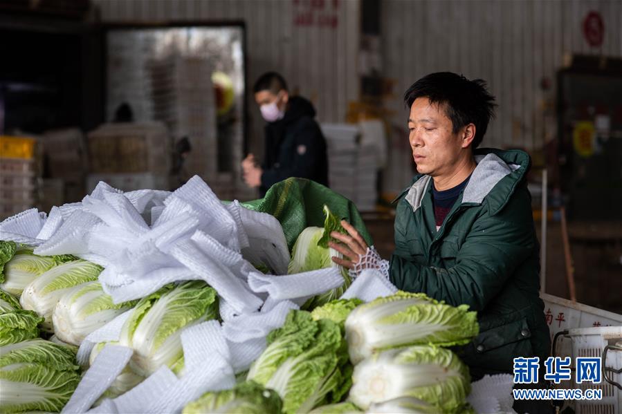 （抓好春耕備耕 穩(wěn)住農(nóng)業(yè)生產(chǎn)&middot;圖文互動）（2）&ldquo;栽種的是菜苗，收獲的是希望&rdquo;&mdash;&mdash;云南蔬菜集散地通?？h春耕見聞 