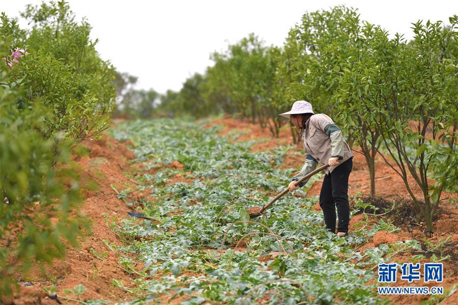 （抓好春耕備耕 穩(wěn)住農(nóng)業(yè)生產(chǎn)&middot;圖文互動(dòng)）（5）農(nóng)時(shí)不等人 扶貧不能拖&mdash;&mdash;種瓜大村春耕生產(chǎn)見聞 