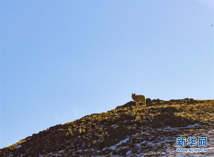 (新華全媒頭條·圖文互動(dòng))(4)跨越半個(gè)世紀(jì)的生命遷徙——西藏極高海拔生態(tài)搬遷破解人與自然共生難題