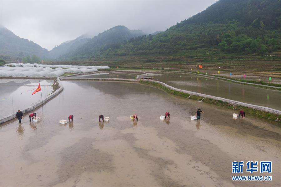 （決戰(zhàn)決勝脫貧攻堅(jiān)&middot;圖文互動(dòng)）脫貧戰(zhàn)場(chǎng)上的親兄弟