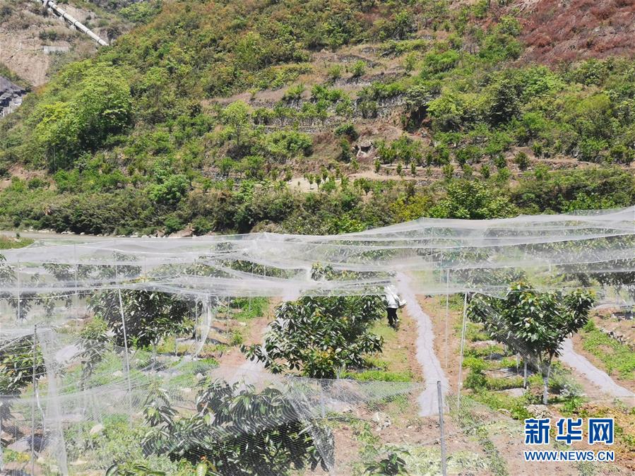 (決戰(zhàn)決勝脫貧攻堅(jiān)·圖文互動(dòng))(4)野奶角又見春天