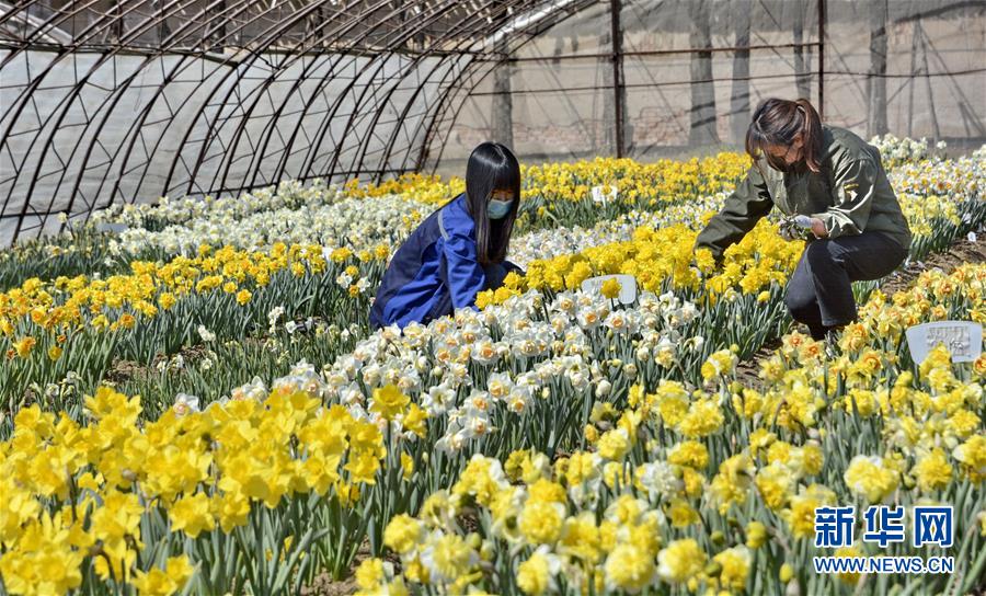 （圖文互動(dòng)）（6）這座小城，鐫刻下怎樣的&ldquo;世園印記&rdquo;&mdash;&mdash;北京世園會(huì)開園一周年探訪延慶