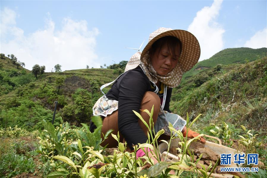 （新華全媒頭條&middot;圖文互動(dòng)）（14）初夏，循著總書記的腳步探訪產(chǎn)業(yè)扶貧新事