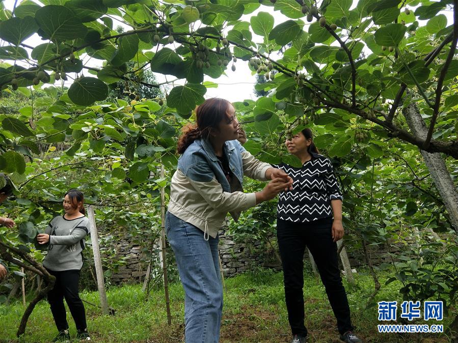 （新華全媒頭條&middot;圖文互動(dòng)）（10）初夏，循著總書記的腳步探訪產(chǎn)業(yè)扶貧新事