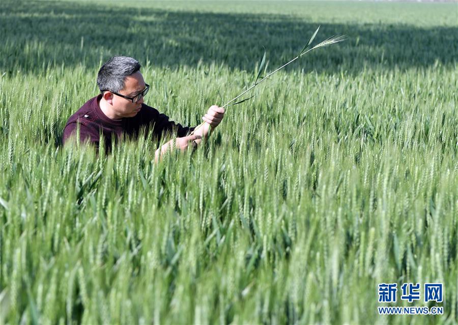 （在習(xí)近平新時(shí)代中國(guó)特色社會(huì)主義思想指引下&mdash;&mdash;新時(shí)代新作為新篇章&middot;習(xí)近平總書(shū)記關(guān)切事&middot;圖文互動(dòng)）（5）新農(nóng)事、新希望&mdash;&mdash;夏收前田間新動(dòng)態(tài)掃描
