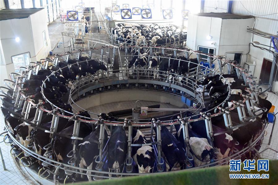 (圖文互動(dòng))(2)烏魯木齊:實(shí)施“哺育工程” 23萬余學(xué)齡前兒童免費(fèi)喝牛奶