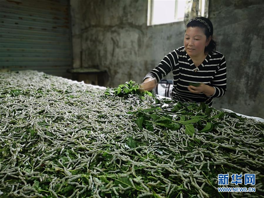 (決戰(zhàn)決勝脫貧攻堅·圖文互動)(1)桑蠶養(yǎng)殖助力太行山區(qū)農戶增收