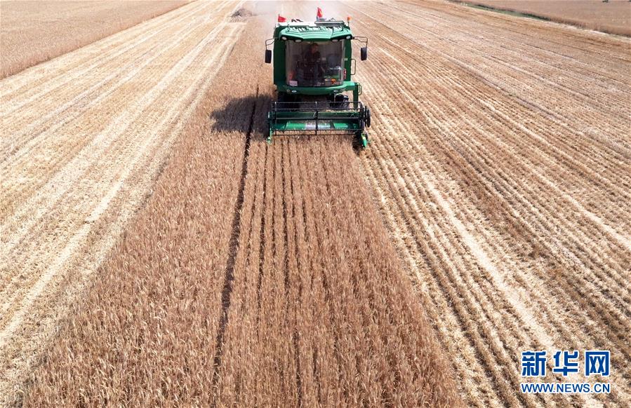 (關(guān)注三夏·圖文互動)(3)麥田“后浪”的農(nóng)事新說