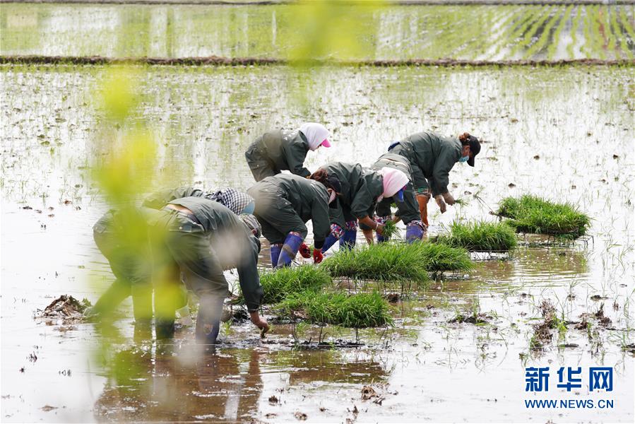 (在習(xí)近平新時代中國特色社會主義思想指引下——新時代新作為新篇章·習(xí)近平總書記關(guān)切事·圖文互動)(5)讓農(nóng)民挑上“金扁擔(dān)”——農(nóng)業(yè)現(xiàn)代化的生動實踐掃描