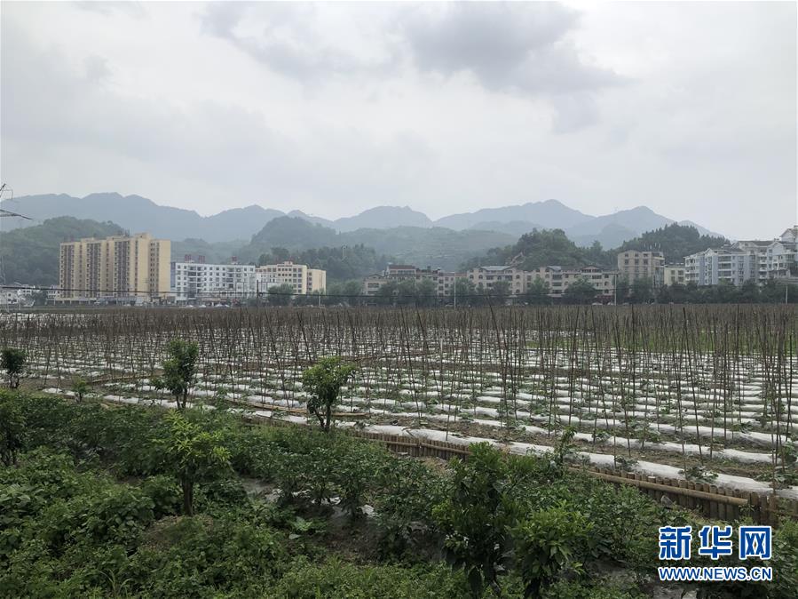 (決戰(zhàn)決勝脫貧攻堅·圖文互動)(1)特色產(chǎn)業(yè)開啟貴州貧困山區(qū)發(fā)展新路徑