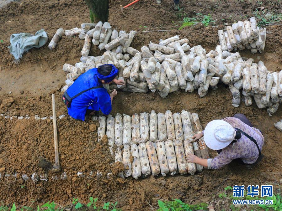 （決戰(zhàn)決勝脫貧攻堅&middot;圖文互動）（1）問林下要地 助&ldquo;新市民&rdquo;就業(yè)增收