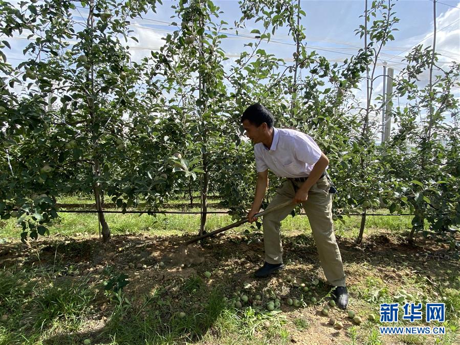 （決戰(zhàn)決勝脫貧攻堅&middot;圖文互動）（1）高原紅了，日子好了&mdash;&mdash;貴州海拔最高縣發(fā)展蘋果產(chǎn)業(yè)見聞
