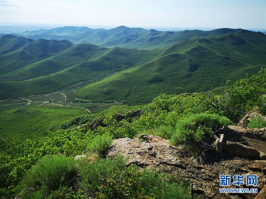 （決戰(zhàn)決勝脫貧攻堅&middot;圖文互動）（1）內(nèi)蒙古科右中旗：把準(zhǔn)發(fā)展方向 &ldquo;楓馬牛&rdquo;可相及