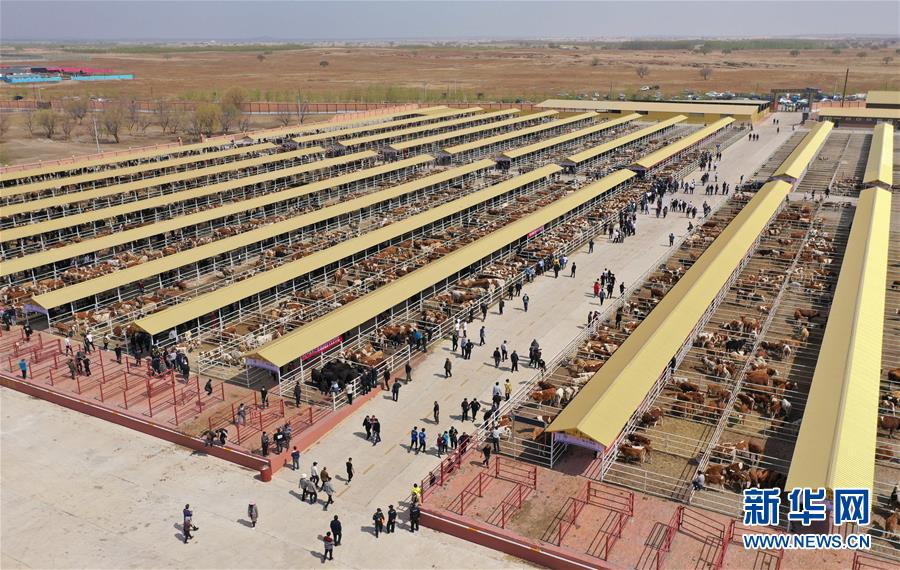 （決戰(zhàn)決勝脫貧攻堅&middot;圖文互動）（3）內(nèi)蒙古科右中旗：把準(zhǔn)發(fā)展方向 &ldquo;楓馬牛&rdquo;可相及