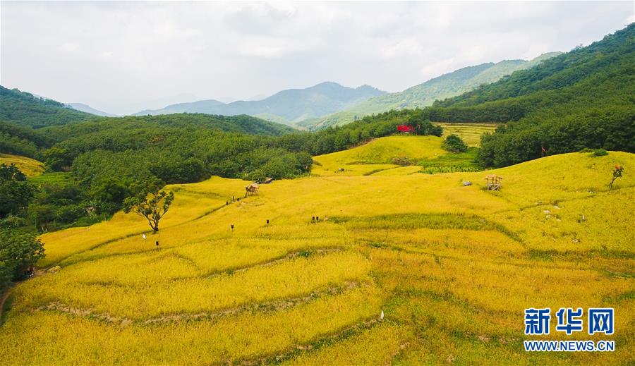 （走向我們的小康生活&middot;圖文互動(dòng)）（1）黎苗山鄉(xiāng)種養(yǎng)&ldquo;老行當(dāng)&rdquo;擦亮&ldquo;綠色牌&rdquo;
