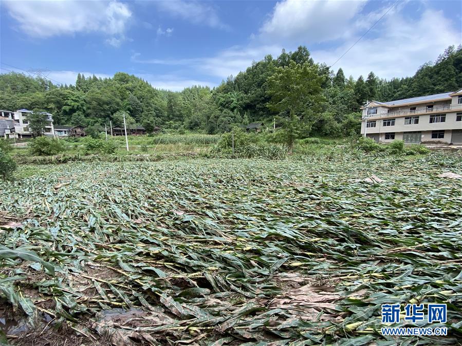 （防汛抗洪&middot;圖文互動(dòng)）（4）山洪襲來(lái)前，澧水河畔大轉(zhuǎn)移