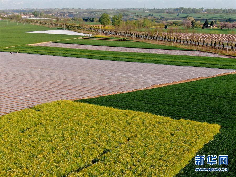 (在習(xí)近平新時(shí)代中國(guó)特色社會(huì)主義思想指引下——新時(shí)代新作為新篇章·習(xí)近平總書記關(guān)切事·圖文互動(dòng))(7)食為政首——穩(wěn)住農(nóng)業(yè)基本盤增添發(fā)展底氣