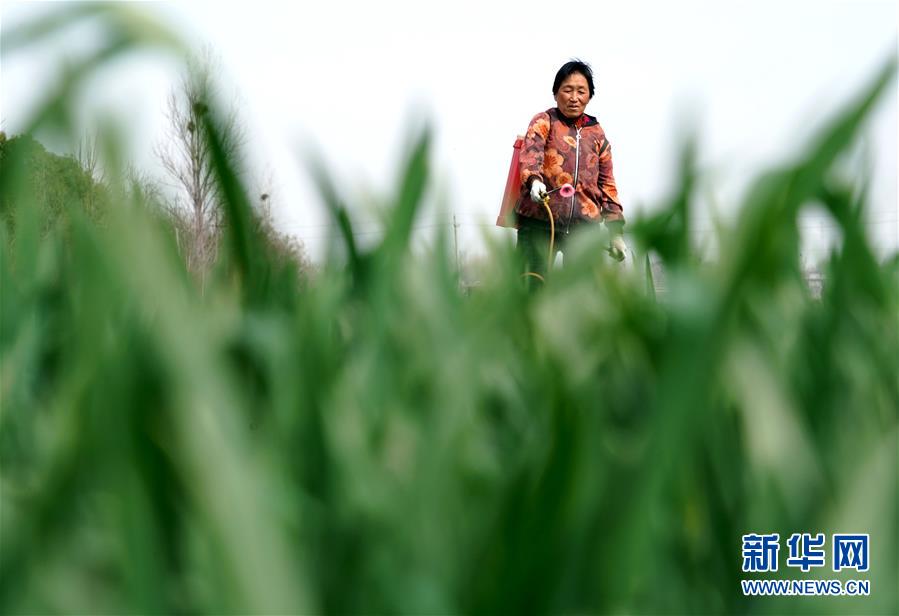 (在習(xí)近平新時(shí)代中國(guó)特色社會(huì)主義思想指引下——新時(shí)代新作為新篇章·習(xí)近平總書記關(guān)切事·圖文互動(dòng))(4)食為政首——穩(wěn)住農(nóng)業(yè)基本盤增添發(fā)展底氣