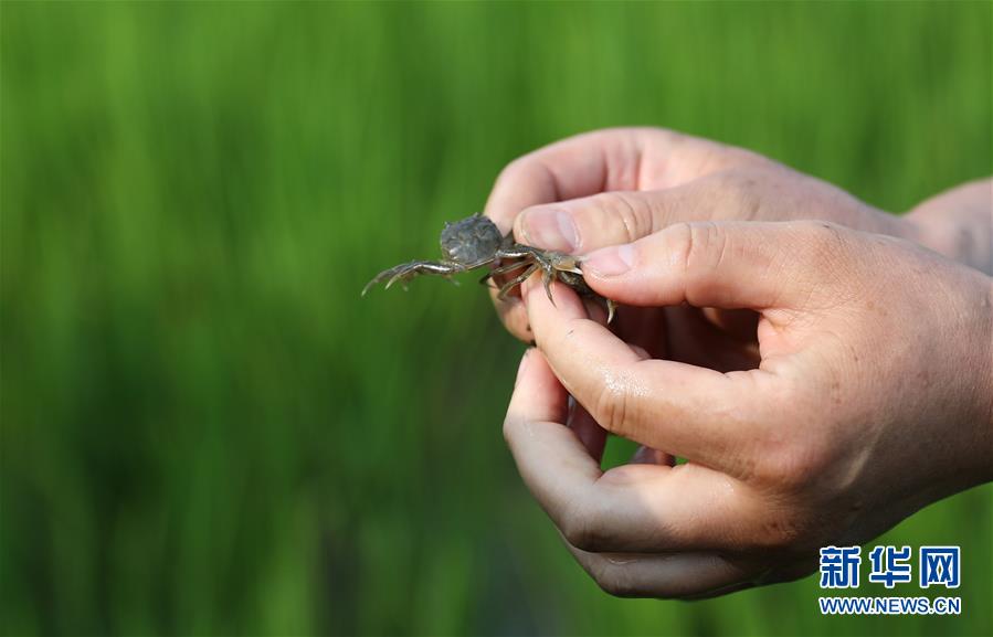 （新華全媒頭條&middot;走向我們的小康生活&middot;圖文互動）（14）&ldquo;南大荒&rdquo;變&ldquo;稻蟹鄉(xiāng)&rdquo;&mdash;&mdash;資源枯竭型城市盤錦的鄉(xiāng)村振興之路