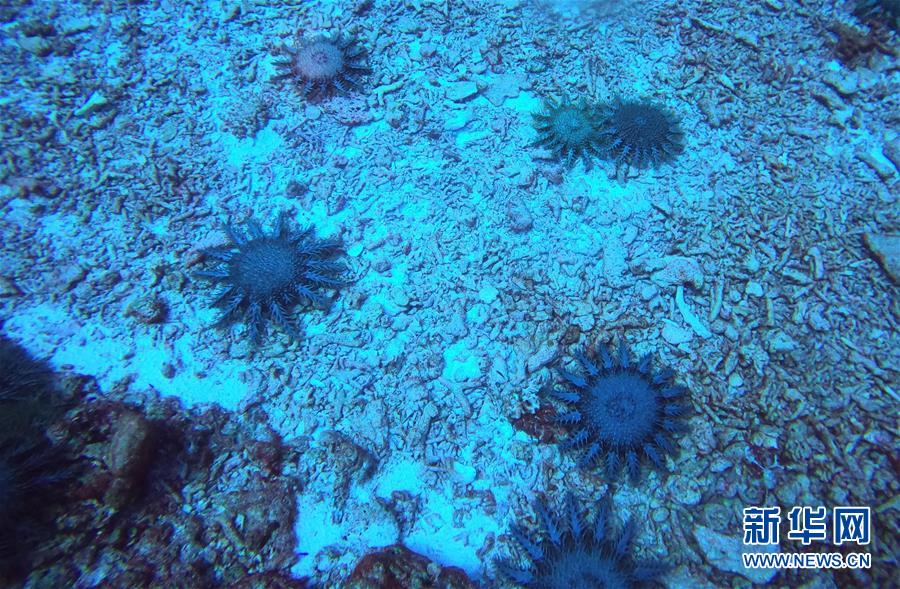(圖文互動)(2)中沙群島綜合科學考察項目2020年度綜合航次任務完成