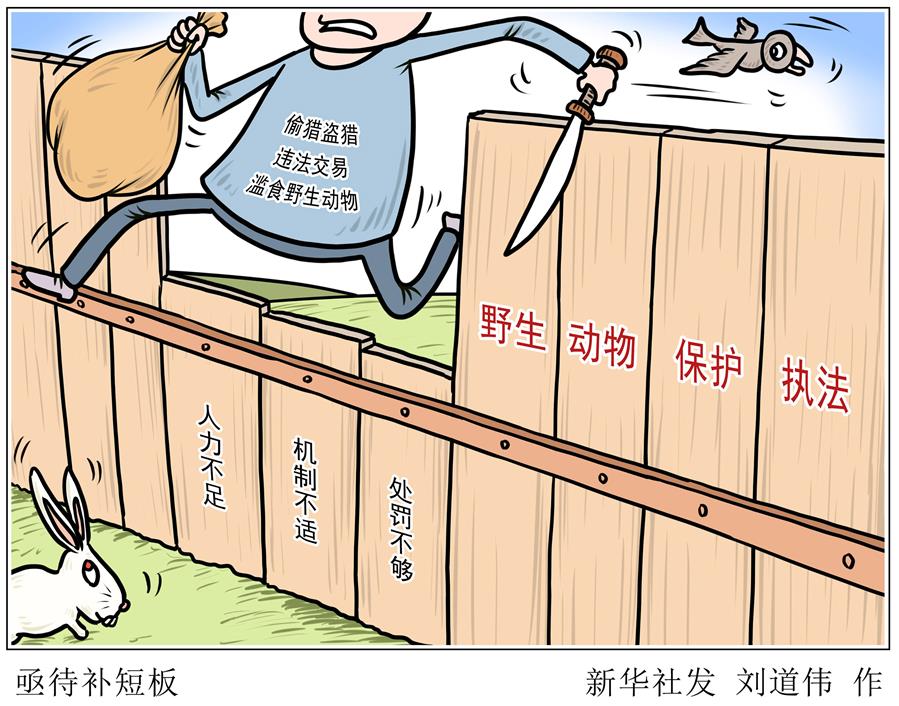 （圖表&middot;漫畫）［新華調(diào)查&middot;聚焦野生動物保護］亟待補短板