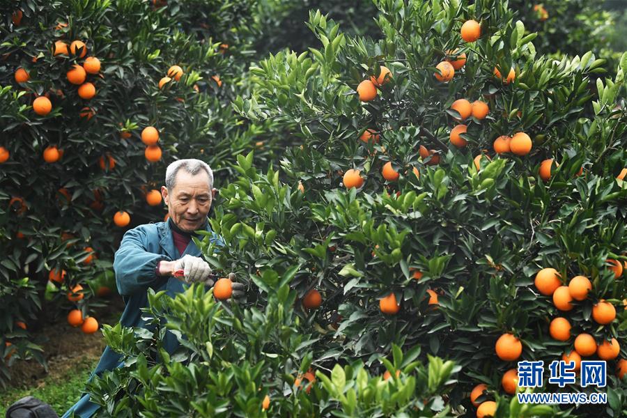 （新華全媒頭條&middot;走向我們的小康生活&middot;圖文互動）（9）大城大鄉(xiāng)的&ldquo;幸福協(xié)奏曲&rdquo;&mdash;&mdash;重慶推動高質(zhì)量發(fā)展創(chuàng)造高品質(zhì)生活紀(jì)事