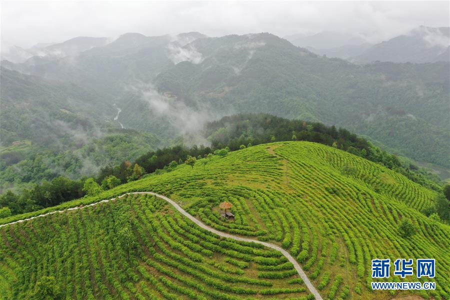 （走向我們的小康生活&middot;圖文互動）（8）綠了青山，紅了日子&mdash;&mdash;秦巴山區(qū)群眾繪出小康&ldquo;調(diào)色板&rdquo;